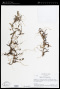 Lanium microphyllum (Lindl.) Benth.