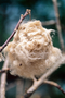 Plant Specimen Image