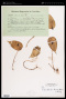 Pleurothallis correllii Luer