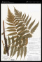 Diplazium harpeodes T.Moore