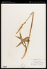 Platanthera dilatata var. leucostachys (Lindl.) Luer