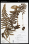 Polystichum talamancanum Barrington