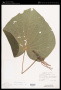 Piper umbellatum L.