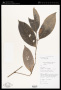 Piper anonifolium Kunth