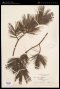 Pinus strobus L.