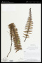 Asplenium pellucidum Lam.