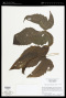 Tectaria heracleifolia (Willd.) Underw.