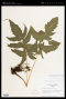 Tectaria heracleifolia (Willd.) Underw.
