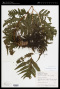 Tectaria mexicana (Fée) C.V.Morton