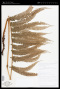 Polystichum concinnum Lellinger ex Barrington