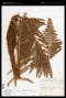 Polystichum speciosissimum (A.Braun ex Kunze) Copel.