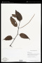 Piper foveolatum Kunth ex C.DC.