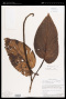 Piper longispicum C.DC.