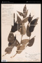 Piper abbreviatum Opiz