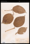 Piper philippinum Miq.