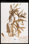 Alstonia constricta F.Muell.