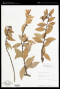 Macleania Hook.