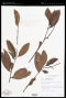Piper tuberculatum Jacq.