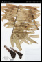 Angiopteris rapensis E.D.Br.