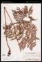 Dryopteris unidentata (Hook. & Arn.) C.Chr.