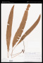 Oleandra undulata (Willd.) Ching