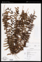 Nephrolepis pectinata (Willd.) Schott