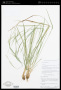 Carex ignota Dewey