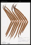 Blechnopsis orientalis (L.) C.Presl