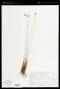 Bulbostylis juncoides (Vahl) Kük. ex Osten
