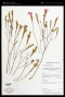 Microlicia acuminata Cogn.