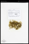 Porotrichum panduraefolium (Müll.Hal.) Mitt.