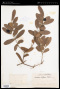 Carissa diffusa Roxb.