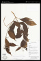 Baharuia gracilis D.J.Middleton