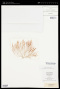 Griffithsia multifida (Huds.) C.Agardh