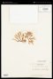 Gracilaria corticata (J.Agardh) J.Agardh