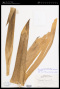 Werauhia sanguinolenta (Cogn. & Marshall) J.R.Grant