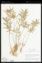 Matelea rivularis Woodson