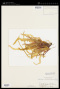 Halosaccion ramentaceum (L.) J.Agardh