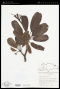 Plumeria tuberculata Lodd.
