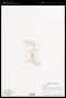 Utricularia gibba L.