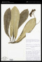 Euphorbia elata Brandegee