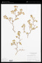 Euphorbia tomentosa S.Watson