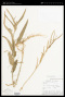 Caperonia palustris (L.) A.St.-Hil.