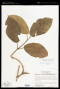 Marsdenia macrophylla (Humb. & Bonpl. ex Schult.) E.Fourn.