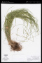 Carex tenera Dewey