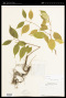 Strophanthus