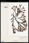 Fucus vesiculosus L.