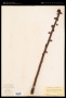 Pterospora andromedea Nutt.