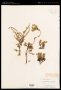 Pyxidanthera barbulata Michx.