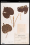 Melanolepis multiglandulosa (Reinw. ex Blume) Rchb.f. & Zoll.